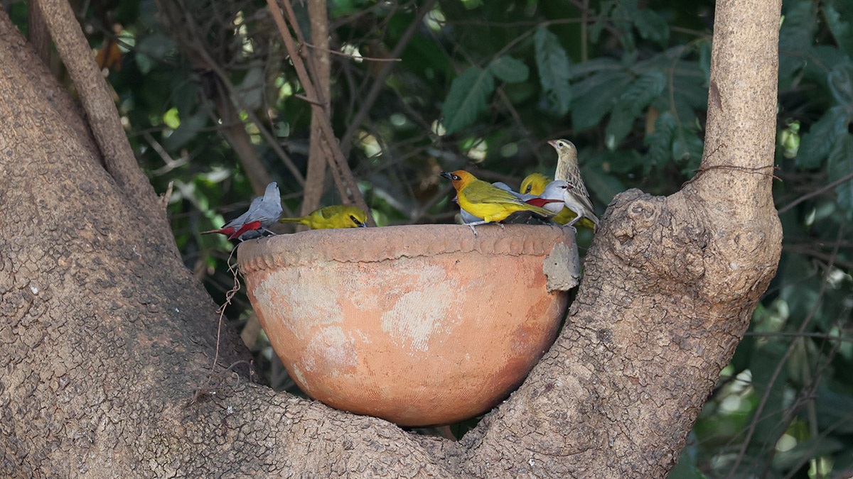 Lavender Waxbill and Olive-naped Weaver.
